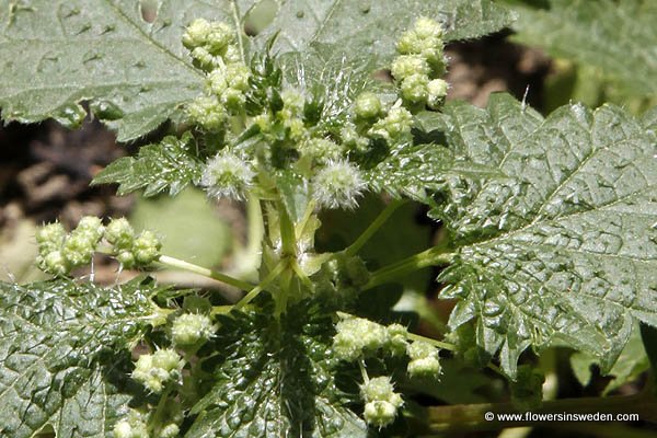 Urtica urens, SE: Etternässla, DE: Kleine Brennnessel, Eiternessel, NL: Kleine brandnetel,UK: Small nettle, Dwarf stinger, Dog nettle