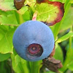 Vaccinium myrtillus, SE: Blåbär, DE: Blaubeere,<br> NL: Blauwe bosbes, UK: Bilberry