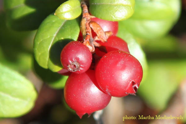 Flora of Sweden online