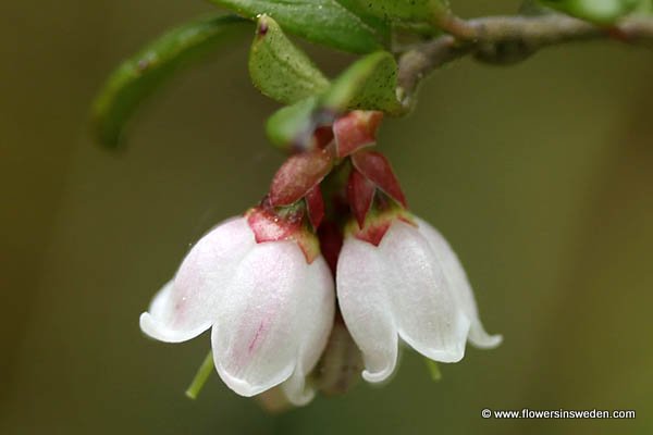 Vaccinium vitis-idaea, Lingon, Preiselbeere, rode bosbes, Cowberry