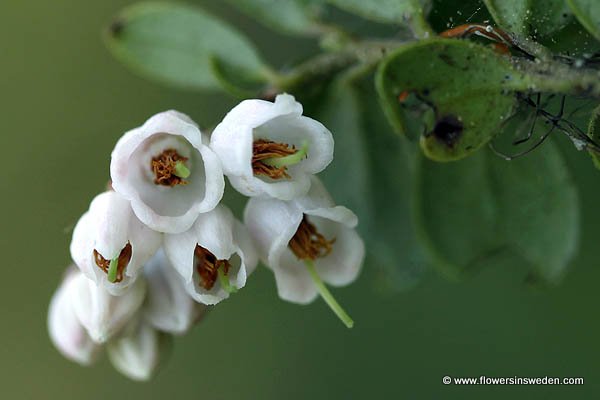 Vaccinium vitis-idaea, Lingon, Kröson, Preiselbeere, rode bosbes,  Cowberry