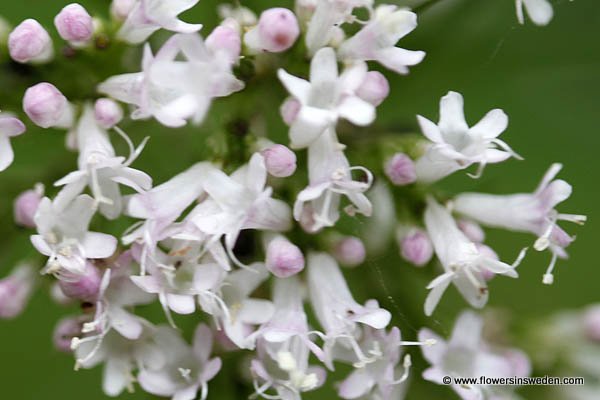 Valeriana sambucifolia, Flädervänderot, Holunderblättriger Baldrian, Vliervaren, Common Valerian