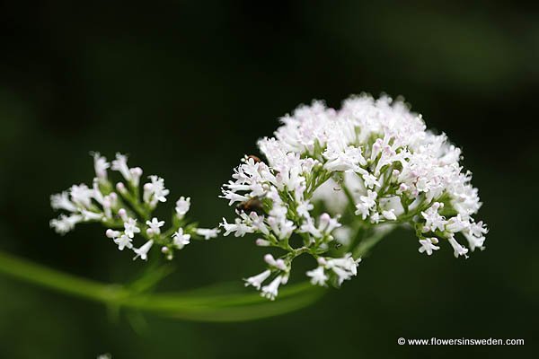 Valeriana sambucifolia, Flädervänderot, Holunderblättriger Baldrian, Vliervaren, Common Valerian