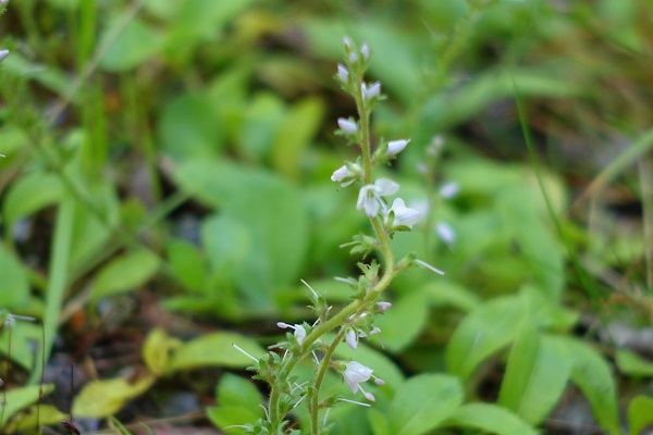 Flowers in Sweden, Wildflowers, Nature