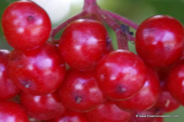 Viburnum opulus, Olvon, skogsolvon, ugglerönn, ulvtry; snöbollsbuske, Gewöhnlicher Schneeball, Gelderse roos, Guelder Rose, Water Elder, European Cranberrybush, Cramp Bark, Snowball Tree