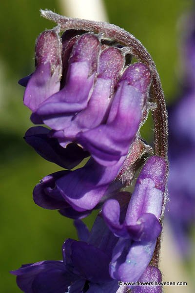 Sweden Flora