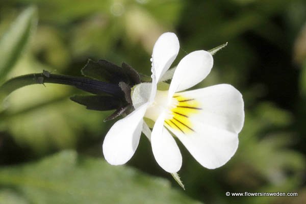 Zweden Bloemen