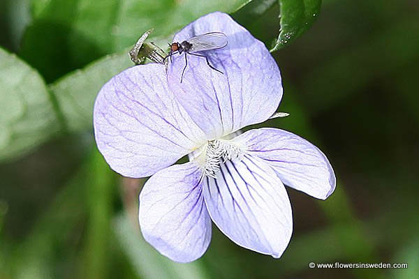 Zweden Bloemen Natuur