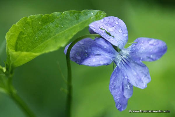 Viola riviniana, Viola broussonetiana, Viola insularis, SE: Skogsviol, DE: Hain-Veilchen, NL: Bosviooltje, UK: Common Dog-violet