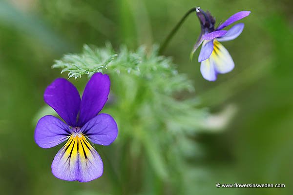 Vilda blommor i Sverige: Viola tricolor, Styvmorsviol, Wildes Stiefmütterchen, Driekleurig viooltje, Wild Pansy, Heartsease 