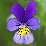 Viola tricolor - Flowers, Sweden, Flora